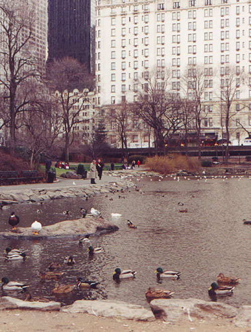 El Nueva York del estanque de los patos de Central Park, que aparece en la novela de Salinger, vuelve en el libro de Cameron